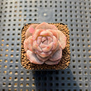 Echeveria 'Lychee Powder' 2" Succulent Plant Cutting