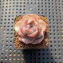 Echeveria 'Lychee Powder' 2" Succulent Plant Cutting