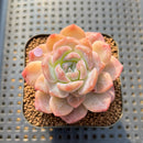 Echeveria 'Lychee Powder' 2" Succulent Plant Cutting