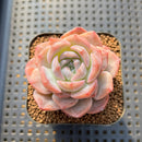 Echeveria 'Lychee Powder' 2" Succulent Plant Cutting