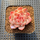 Echeveria 'Powder Soul' 2" Succulent Plant Cutting