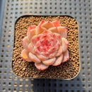 Echeveria 'Powder Soul' 2" Succulent Plant Cutting