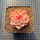 Echeveria 'Powder Soul' 2" Succulent Plant Cutting