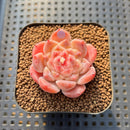 Echeveria 'Powder Soul' 2" Succulent Plant Cutting