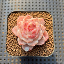 Echeveria 'Powder Soul' 2" Succulent Plant Cutting