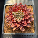 Graptoveria 'Starfire' 3" (Suculentia Original Hybrid) Succulent Plant Cutting