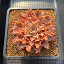 Graptoveria 'Starfire' 3" (Suculentia Original Hybrid) Succulent Plant Cutting