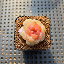 Echeveria 'Pear Blossom Wine' 1" Succulent Plant Cutting