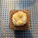 Echeveria 'Pear Blossom Wine' 1" Succulent Plant Cutting