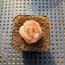 Echeveria 'Pear Blossom Wine' 1" Succulent Plant Cutting