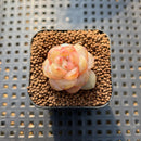 Echeveria 'Pear Blossom Wine' 1" Succulent Plant Cutting