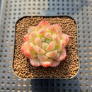 Echeveria 'Diamond' 1"-2" Succulent Plant Cutting