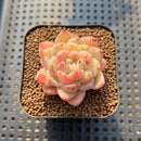 Echeveria 'Diamond' 1"-2" Succulent Plant Cutting