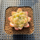 Echeveria 'Diamond' 1"-2" Succulent Plant Cutting