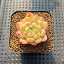 Echeveria 'Diamond' 1"-2" Succulent Plant Cutting