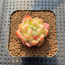 Echeveria 'Diamond' 1"-2" Succulent Plant Cutting