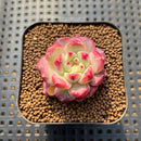 Echeveria 'Desert Rose' 1" Succulent Plant Cutting