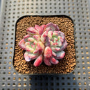 Echeveria 'Desert Rose' 1" Succulent Plant Cutting