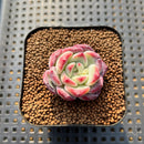 Echeveria 'Desert Rose' 1" Succulent Plant Cutting