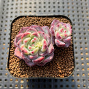 Echeveria 'Desert Rose' 1" Succulent Plant Cutting