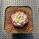 Echeveria 'Desert Rose' 1" Succulent Plant Cutting