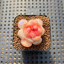 Echeveria 'Rose Dew' 1" Succulent Plant Cutting