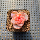 Echeveria 'Rose Dew' 1" Succulent Plant Cutting