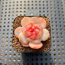 Echeveria 'Rose Dew' 1" Succulent Plant Cutting