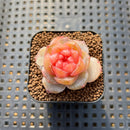 Echeveria 'Rose Dew' 1" Succulent Plant Cutting
