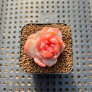 Echeveria 'Rose Dew' 1" Succulent Plant Cutting