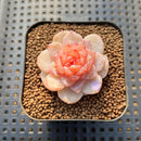 Echeveria 'Winter Plum' 1" Succulent Plant Cutting