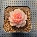 Echeveria 'Winter Plum' 1" Succulent Plant Cutting