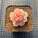 Echeveria 'Winter Plum' 1" Succulent Plant Cutting
