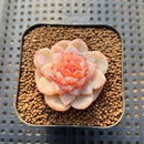 Echeveria 'Winter Plum' 1" Succulent Plant Cutting
