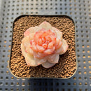 Echeveria 'Winter Plum' 1" Succulent Plant Cutting