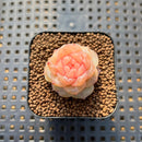 Echeveria 'Yunlan' 1" Succulent Plant Cutting