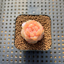 Echeveria 'Yunlan' 1" Succulent Plant Cutting