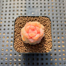 Echeveria 'Yunlan' 1" Succulent Plant Cutting