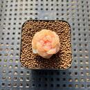 Echeveria 'Yunlan' 1" Succulent Plant Cutting