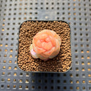 Echeveria 'Yunlan' 1" Succulent Plant Cutting