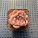 Echeveria 'Snow Lady' 2" Succulent Plant Cutting