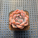 Echeveria 'Snow Lady' 2" Succulent Plant Cutting