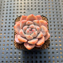 Echeveria 'Snow Lady' 2" Succulent Plant Cutting