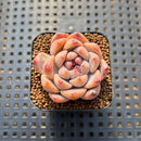 Echeveria 'Snow Lady' 2" Succulent Plant Cutting