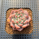 Echeveria 'Snow Lady' 2" Succulent Plant Cutting