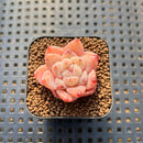 Echeveria 'Dream Beauty' 1" Succulent Plant Cutting