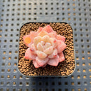 Echeveria 'Dream Beauty' 1" Succulent Plant Cutting