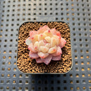 Echeveria 'Dream Beauty' 1" Succulent Plant Cutting