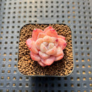 Echeveria 'Dream Beauty' 1" Succulent Plant Cutting