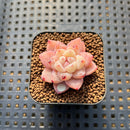 Echeveria 'Dream Beauty' 1" Succulent Plant Cutting